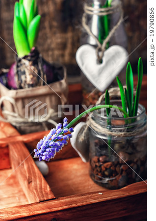 Spring blooming sprouts Spring blooming sprouts 19790866