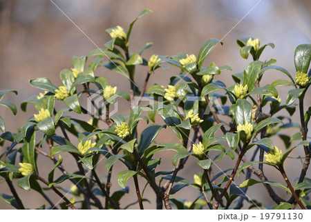 シロバナジンチョウゲ 19791130