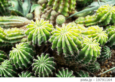 Echinopsis obrepanda cactus, detail photo 19791164