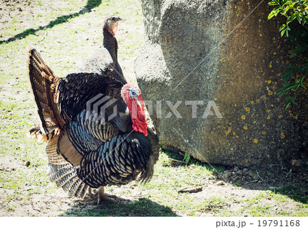 Pair of Wild turkey (Meleagris gallopavo), animal scene Pair of Wild turkey (Meleagris gallopavo), animal scene 19791168