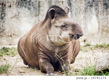 South American tapir (Tapirus terrestris), animal scene 19791174