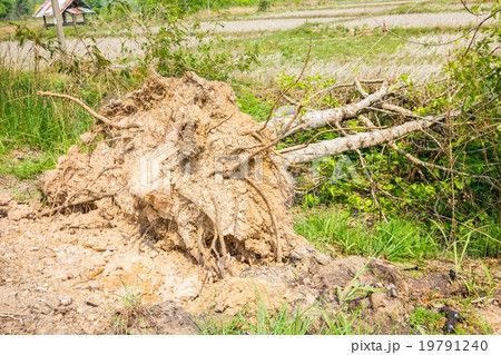 Fallen tree Fallen tree 19791240