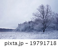 winter season tree on the edge of the forest  19791718
