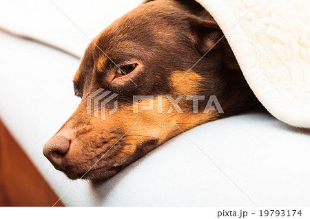 mixed dog sleeping on bed at home mixed dog sleeping on bed at home 19793174
