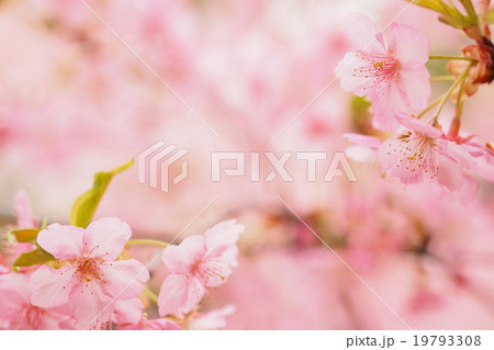 サクラ 19793308