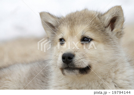 グリーンランドドックの子犬の写真素材