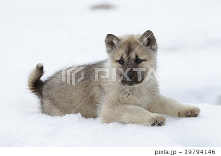グリーンランドドックの子犬 グリーンランドドックの子犬 19794146