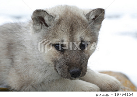グリーンランドドックの子犬の写真素材