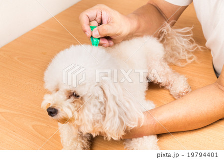 Vet applies ticks, lice and mites control medicine Vet applies ticks, lice and mites control medicine 19794401