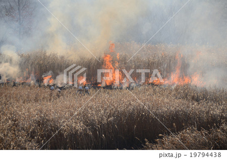 野焼き 野焼き 19794438