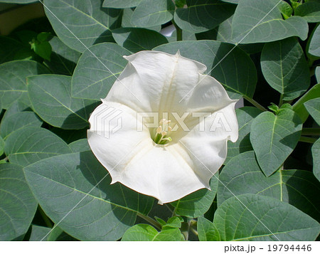 ダチュラの花 ダチュラの花 19794446