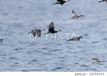 かわうの群舞 19794553