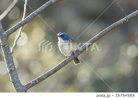 ルリビタキ 19794989