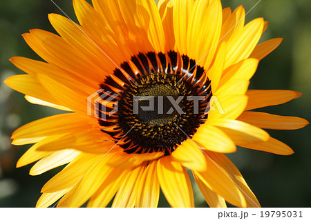 ベニジウム ベニジウム 19795031