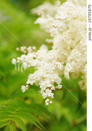 ホザキナナカマド 19795876