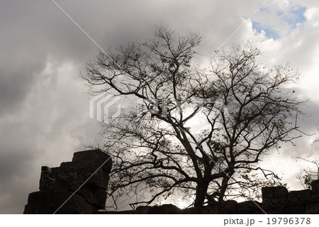Tree 19796378