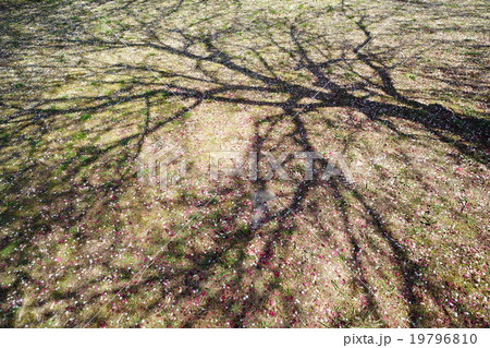 地面に映る梅の木の影と散った花びらの写真素材