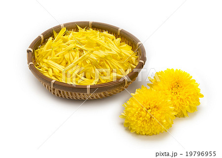 食用菊 19796955