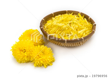 食用菊 19796956
