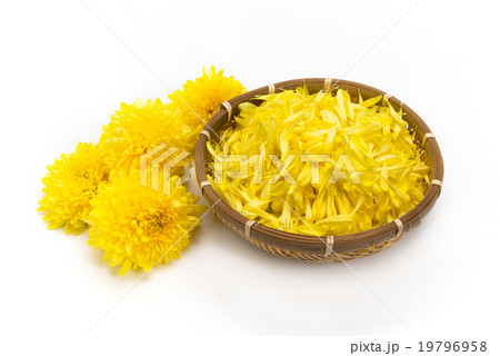 黄色い食用菊 19796958