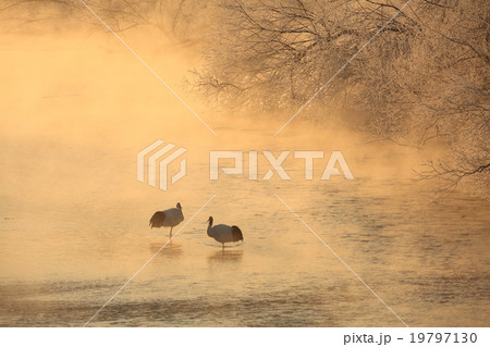 雪裡川のタンチョウ 雪裡川のタンチョウ 19797130