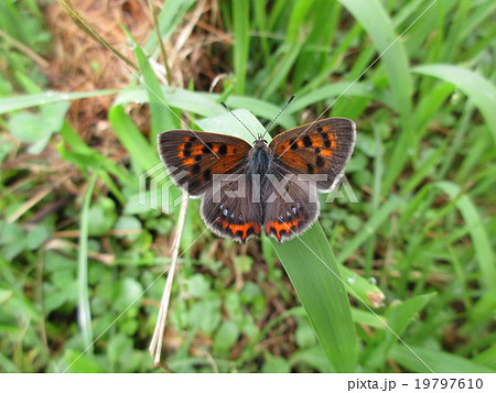 ベニシジミ 19797610