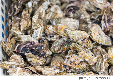 Oysters market in Cancale, France 19799931