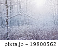 winter forest - beautiful scene with day light 19800562