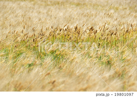 琵琶湖東岸の六条大麦 19801097