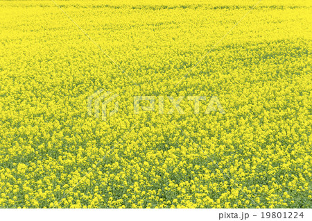 菜の花畑(バックグラウンド) 菜の花畑(バックグラウンド) 19801224