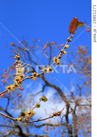 早春の空(ロウバイと残り柿) 早春の空(ロウバイと残り柿) 19801271