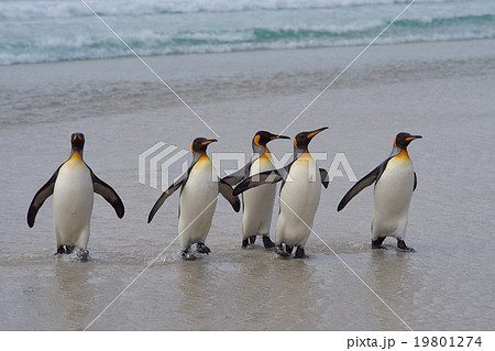 King Penguins - Falkland Islands 19801274
