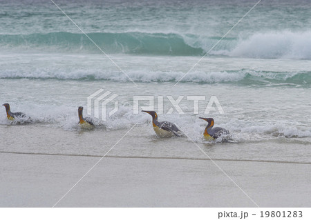 King Penguins - Falkland Islands 19801283