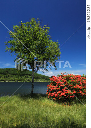 春の蓼科白樺湖畔 春の蓼科白樺湖畔 19801285