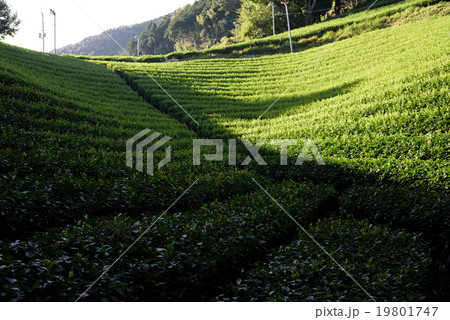 茶葉　/　和束町にて 19801747