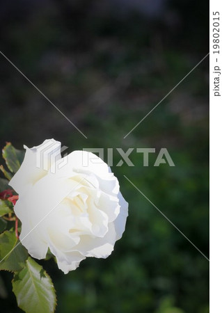 白いバラ(マーガレットメリル)06 白いバラ(マーガレットメリル)06 19802015