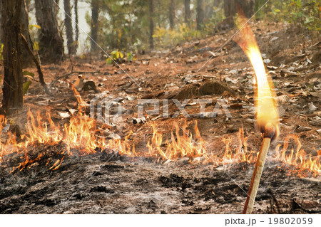 Bushfire in forest ,Thailand 19802059
