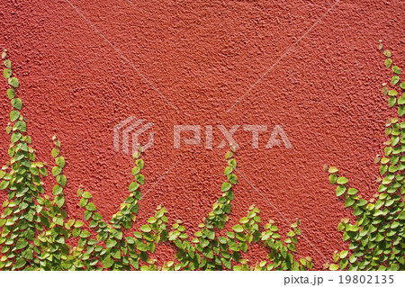 Climbing Ficus pumila on red wall 19802135