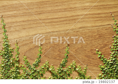 Climbing Ficus pumila on teak wood wall 19802137