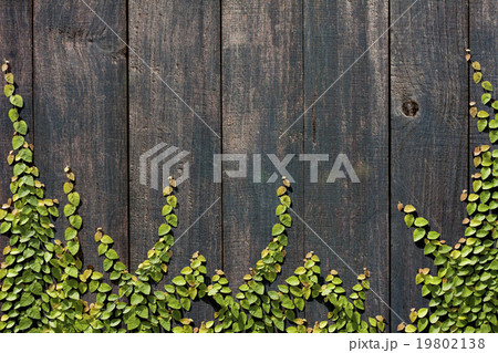 Climbing Ficus pumila on wood wall 19802138