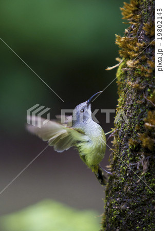 Brown-throated Sunbird on tree 19802143
