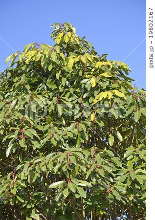 ユズリハ(1月) ユズリハ(1月) 19802167