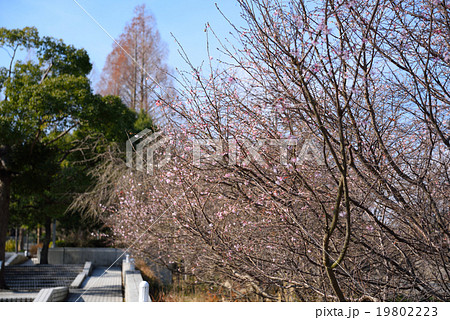 新春の十月桜　清水　 19802223