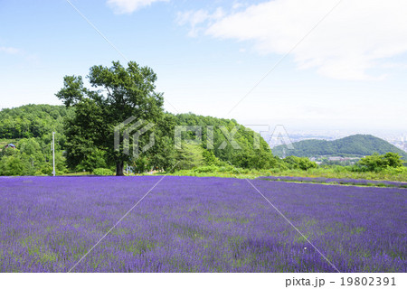 ラベンダー畑(札幌 幌見峠) ラベンダー畑(札幌 幌見峠) 19802391