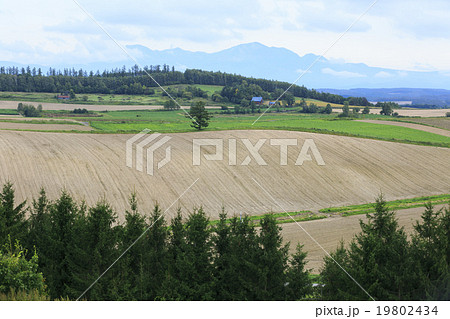 美瑛の丘 美瑛の丘 19802434