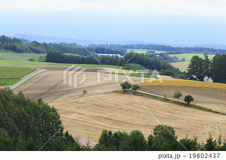 美瑛の丘 19802437