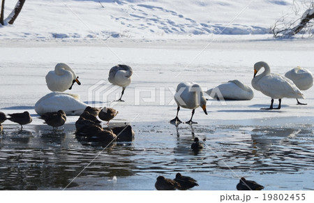 氷上でくつろぐ白鳥 19802455