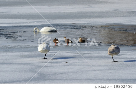 氷上でくつろぐ白鳥 19802456