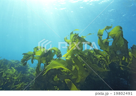 ワカメ 伊豆半島 ワカメ 伊豆半島 19802491