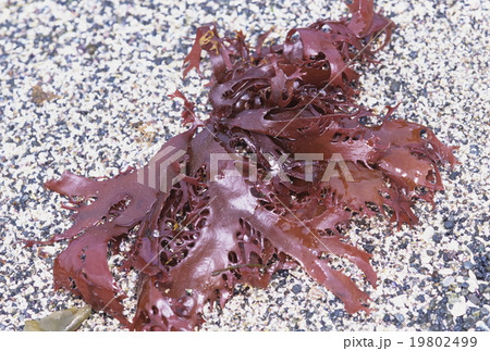 トサカノリ 海藻 トサカノリ 海藻 19802499
